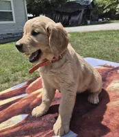 Oakley’s Red - Female, a female Golden Retriever for sale in Dickson, TN – Photo 4 of 8