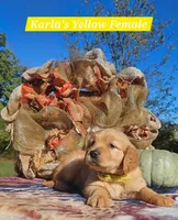 Karla’s Yellow Female, a female Golden Retriever for sale in Dickson, TN – 4 of 8
