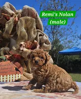 Nolan, a male Poodle - Toy  for sale in Dickson, TN – 4 of 10