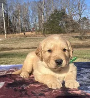 Green collar, a male Golden Retriever for sale in Dickson, TN – Photo 3 of 8