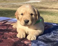 Green collar, a male Golden Retriever for sale in Dickson, TN – Photo 1 of 8