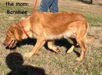 Green collar, a male Golden Retriever for sale in Dickson, TN – Photo 7 of 8