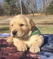 Green collar, a male Golden Retriever for sale in Dickson, TN – Photo 2 of 8