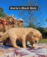 Karla’s Black, Male, a male Golden Retriever for sale in Dickson, TN – 2 of 7