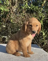 Winnie, a female Golden Retriever for sale in Dickson, TN – 6 of 10
