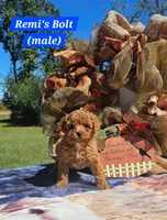 Bolt, a male Poodle - Toy  for sale in Dickson, TN – 1 of 10