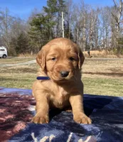 Gold, a male Golden Retriever for sale in Dickson, TN – Photo 1 of 9