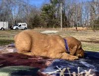 Gold, a male Golden Retriever for sale in Dickson, TN – Photo 2 of 9