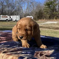 Gold, a male Golden Retriever for sale in Dickson, TN – Photo 5 of 9