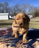 Gold, a male Golden Retriever for sale in Dickson, TN – Photo 3 of 9