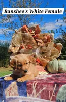 Banshee’s White Female, a female Golden Retriever for sale in Dickson, TN – 2 of 10