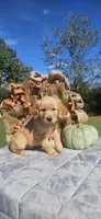 Banshee’s Green Male, a female Golden Retriever for sale in Dickson, TN – 4 of 10