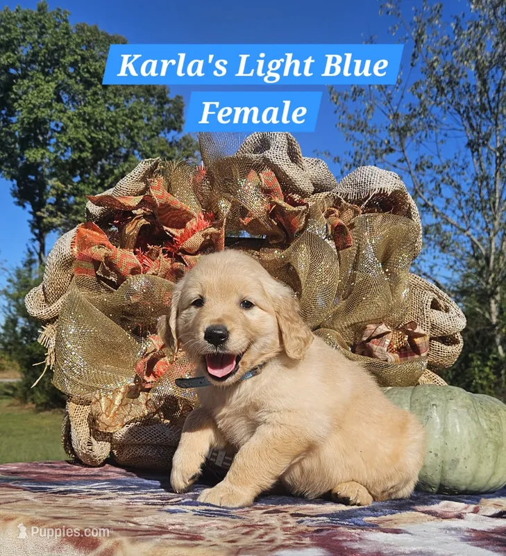 Karla’s Light Blue Female – Golden Retriever puppy for sale in Dickson, TN