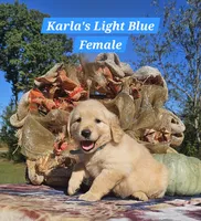 Karla’s Light Blue Female, a female Golden Retriever for sale in Dickson, TN – 1 of 9