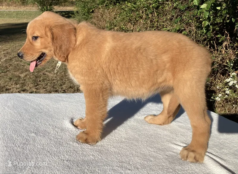 Banshee’s White, Female – Golden Retriever puppy for sale in Dickson, TN