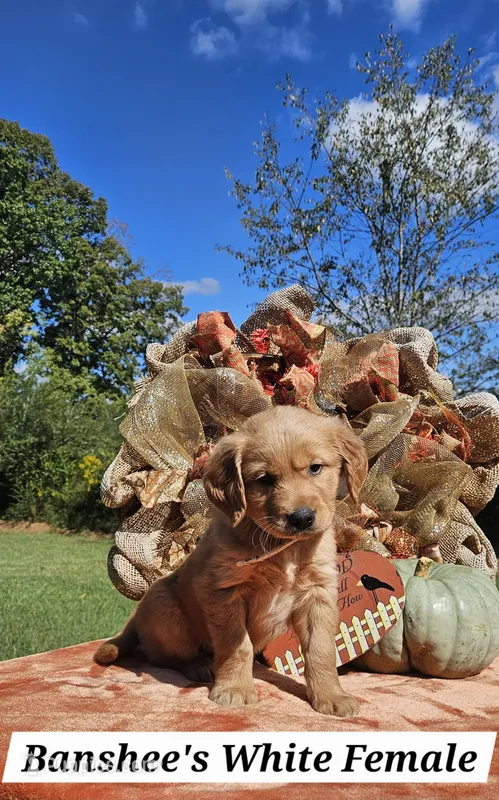 Banshee’s White Female – Golden Retriever puppy for sale in Dickson, TN