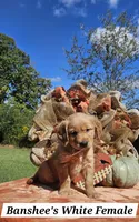 Banshee’s White Female, a female Golden Retriever for sale in Dickson, TN – 1 of 10