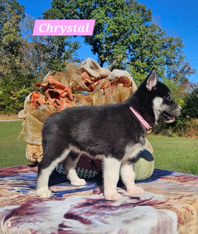 Chrystal  – Siberian Husky puppy for sale in Dickson, TN