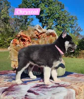 Chrystal , a female Siberian Husky for sale in Dickson, TN – 3 of 4