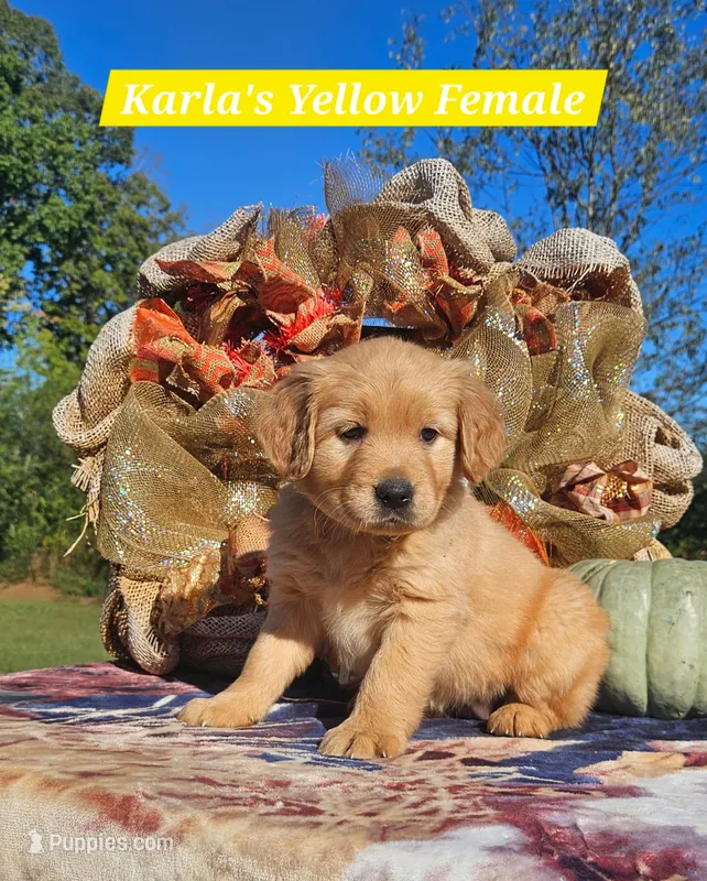 Karla’s Yellow Female – Golden Retriever puppy for sale in Dickson, TN