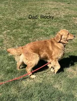 Karla’s Purple Collar - Female , a female Golden Retriever for sale in Dickson, TN – Photo 8 of 8