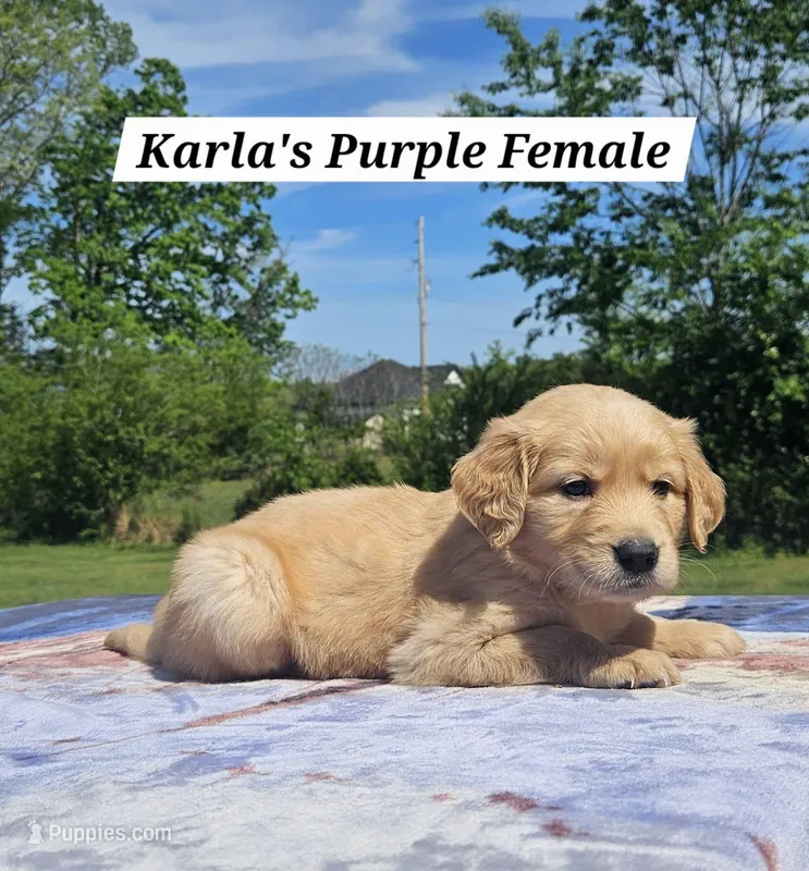 Karla’s Purple Collar - Female  – Golden Retriever puppy on hold in Dickson, TN