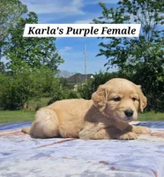 Karla’s Purple Collar - Female , a female Golden Retriever for sale in Dickson, TN – Photo 1 of 8