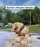 Karla’s Purple Collar - Female , a female Golden Retriever for sale in Dickson, TN – Photo 2 of 8