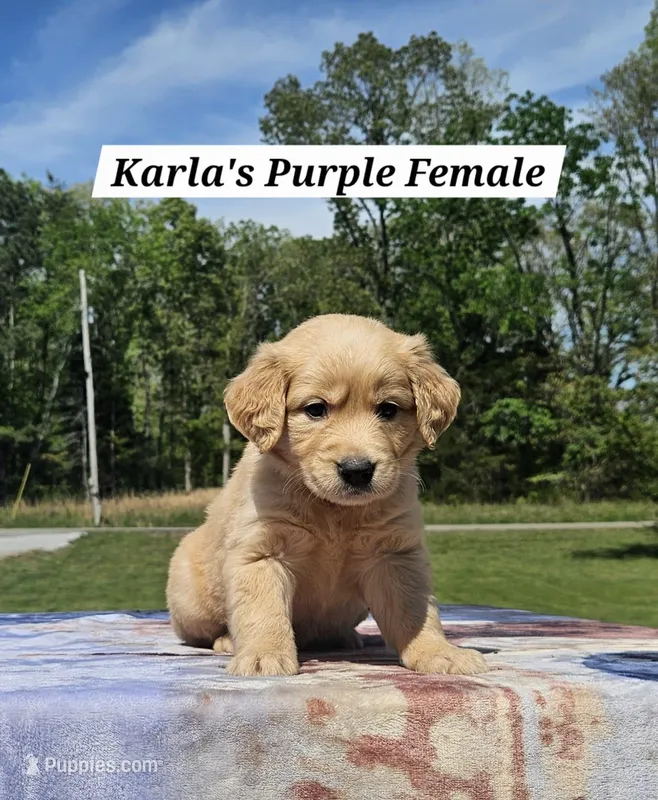 Karla’s Purple - Female  – Golden Retriever puppy on hold in Dickson, TN