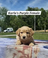 Karla’s Purple Collar - Female , a female Golden Retriever for sale in Dickson, TN – Photo 4 of 8