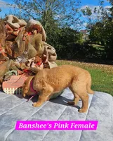 Banshee’s Pink Female, a female Golden Retriever for sale in Dickson, TN – 7 of 10