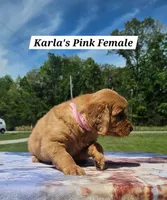 Karla’s Pink Collar - Female, a female Golden Retriever for sale in Dickson, TN – Photo 3 of 8