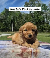 Karla’s Pink Collar - Female, a female Golden Retriever for sale in Dickson, TN – Photo 2 of 8