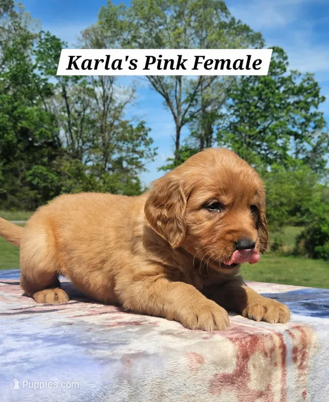 Karla’s Pink Collar - Female – Golden Retriever puppy for sale in Dickson, TN