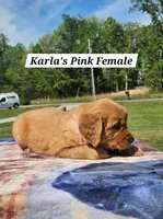 Karla’s Pink Collar - Female, a female Golden Retriever for sale in Dickson, TN – Photo 4 of 8