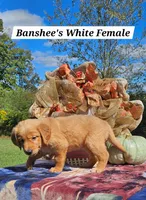Banshee’s White Female, a female Golden Retriever for sale in Dickson, TN – 3 of 10