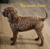 Rose, a female Poodle - Toy  for sale in Dickson, TN – 9 of 10