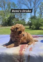 Drake, a male Poodle - Toy  for sale in Dickson, TN – Photo 7 of 7