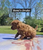 Drake, a male Poodle - Toy  for sale in Dickson, TN – Photo 5 of 7
