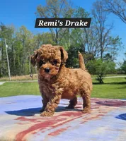 Drake, a male Poodle - Toy  for sale in Dickson, TN – Photo 3 of 7