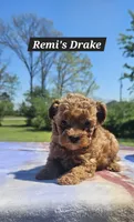 Drake, a male Poodle - Toy  for sale in Dickson, TN – Photo 6 of 7
