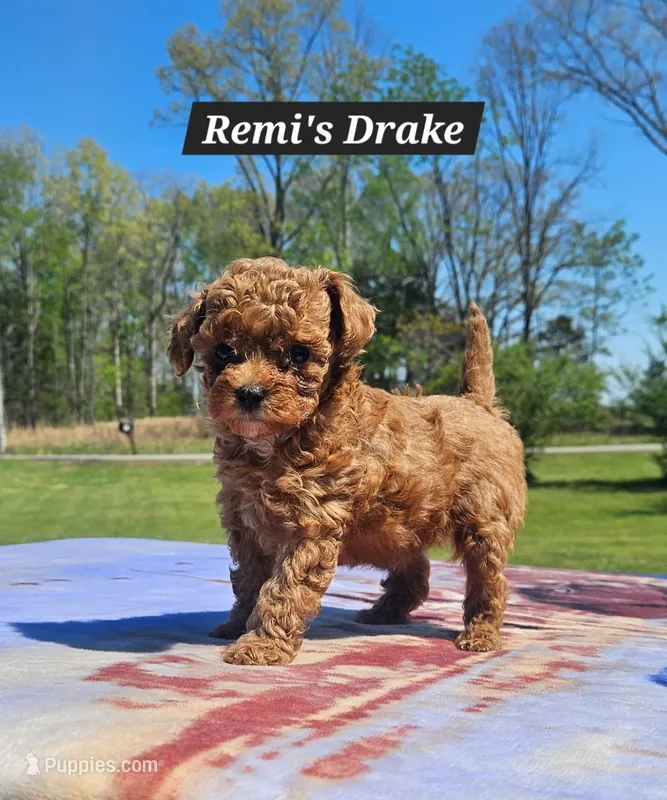 Drake – Poodle - Toy  puppy for sale in Dickson, TN