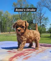 Drake, a male Poodle - Toy  for sale in Dickson, TN – Photo 1 of 7