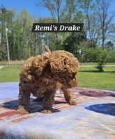 Drake, a male Poodle - Toy  for sale in Dickson, TN – Photo 2 of 7