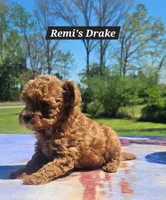 Drake, a male Poodle - Toy  for sale in Dickson, TN – Photo 4 of 7