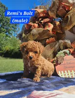 Bolt, a male Poodle - Toy  for sale in Dickson, TN – 5 of 10