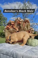 Banshee’s Black Male, a male Golden Retriever for sale in Dickson, TN – 5 of 10