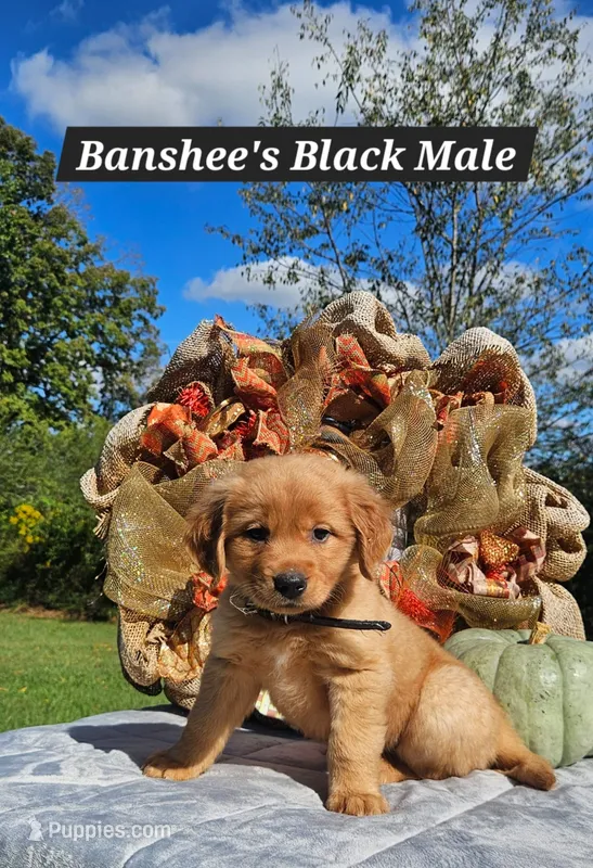 Banshee’s Black Male – Golden Retriever puppy for sale in Dickson, TN