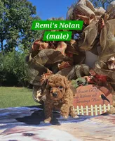 Nolan, a male Poodle - Toy  for sale in Dickson, TN – 6 of 10