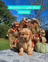 Banshee’s Light Blue Female, a female Golden Retriever for sale in Dickson, TN – 1 of 10